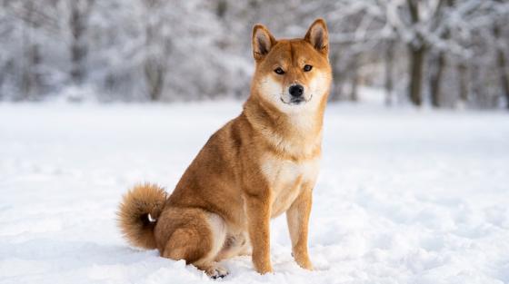 시바견